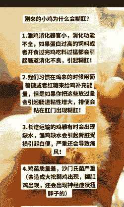 小鸡糊肛用什么