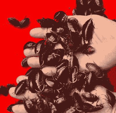 土元什么品种好