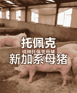 加系母猪是什么