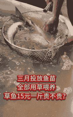 种什么草喂草鱼