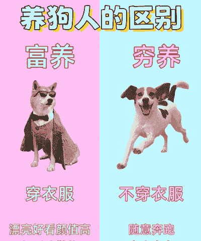 养什么狗最挣钱