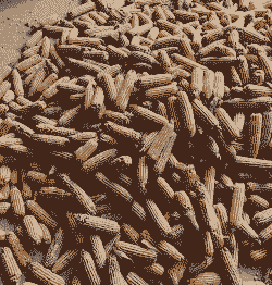 玉米发霉什么样