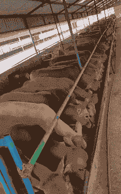 南方养什么肉牛好