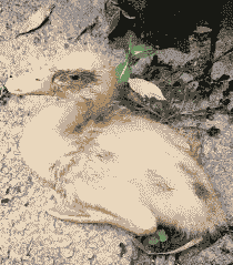 鸭子摇头是什么病