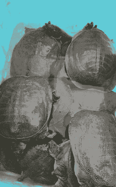 什么是外塘甲鱼