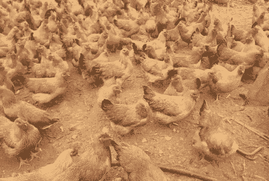 广西农村养殖什么好