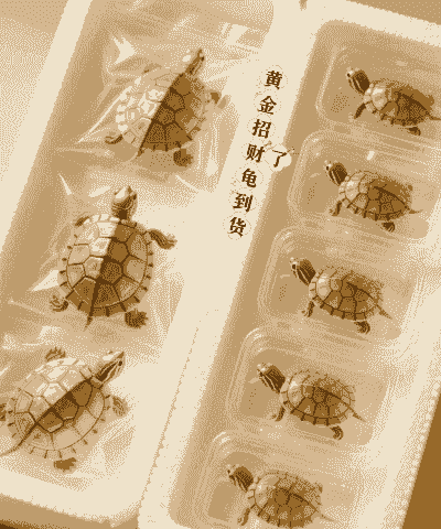 养殖什么宠物最赚钱