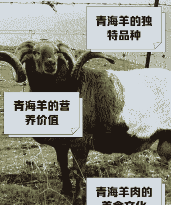 青海羊是什么品种