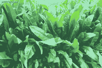 养鹅种什么草好