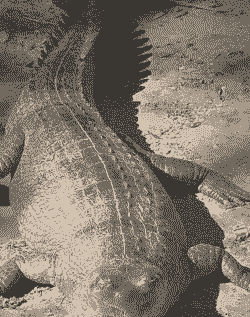 鳄鱼吃什么长的快