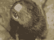 竹鼠消瘦是什么病