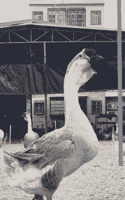 什么品种鹅长的最大