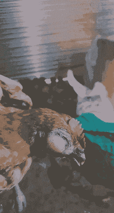 鸡眼睛肿流泪是什么病