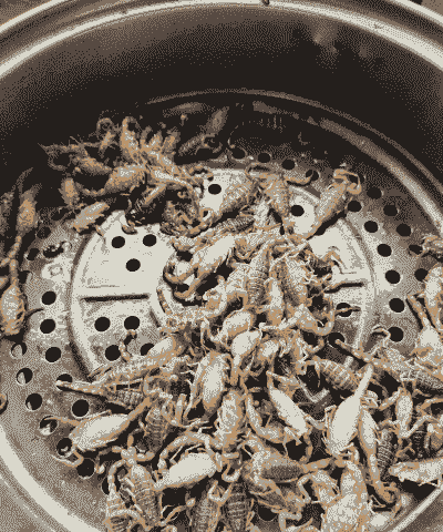 养殖蝎子吃什么