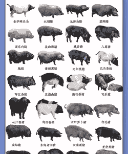 黑猪什么品种好