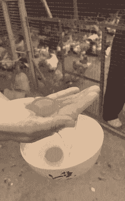 柴鸡蛋什么价格