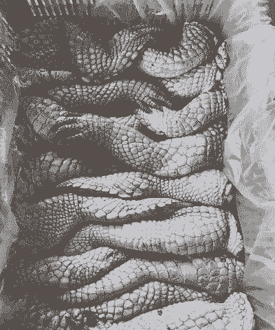 养殖鳄鱼吃什么