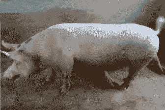 母猪咳嗽是什么病