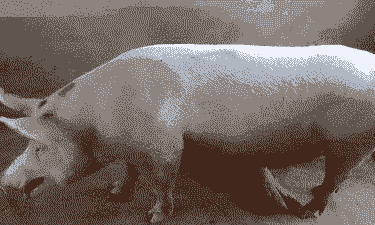 猪感冒是什么症状