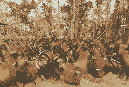 养什么家禽最赚钱