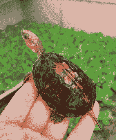 养殖什么龟最赚钱