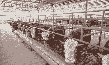 重庆适合养什么牛