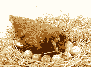 什么鸡产蛋最多