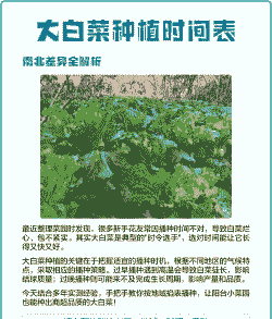 青菜什么时候种植