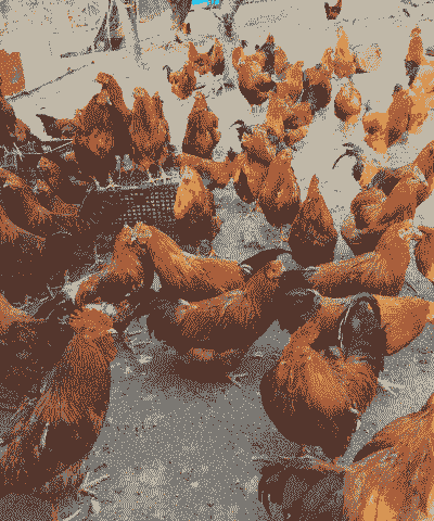 南方养殖什么比较好