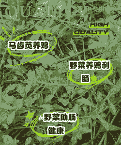 鸡吃什么中草药好