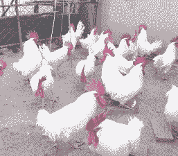 什么蛋鸡产蛋量高