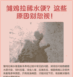 雏鸡拉稀是什么原因