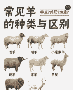 南方适合养什么品种的羊