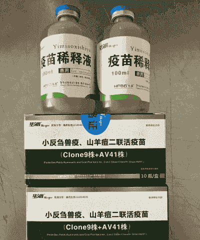 羊得了小反刍用什么药