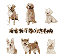 养殖什么宠物狗最赚钱