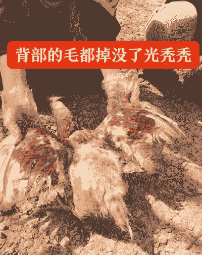 鸡吃鸡毛是什么原因