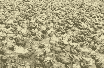 养殖牛蛙喂什么