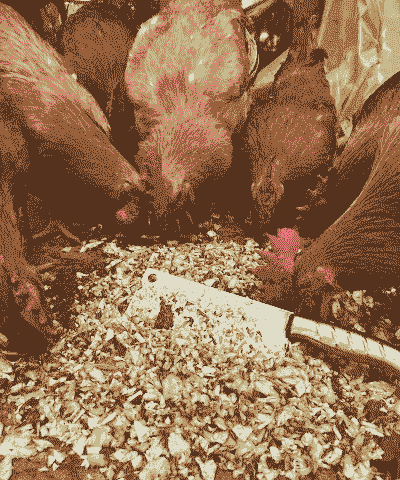 用什么喂鸡最好