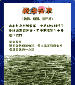 牧草都有什么品种