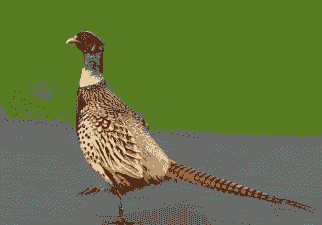 野鸡有什么特点