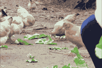 农村养鸡吃什么