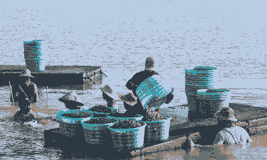 海里养殖什么赚钱