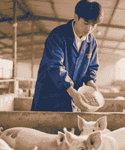 养猪是什么职业