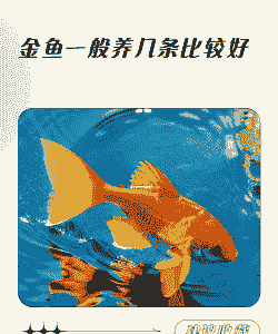 养什么金鱼赚钱