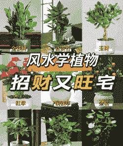 家庭种植什么赚钱