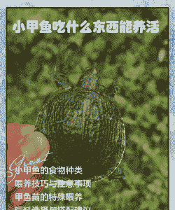 养殖甲鱼吃什么