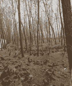 树林可以养什么