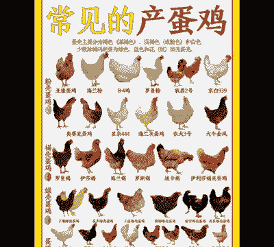 蛋鸡有什么品种