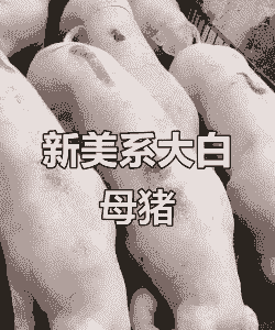 种母猪什么品种好