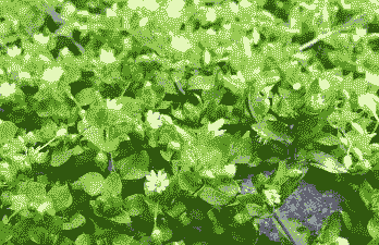 种什么草喂猪最好